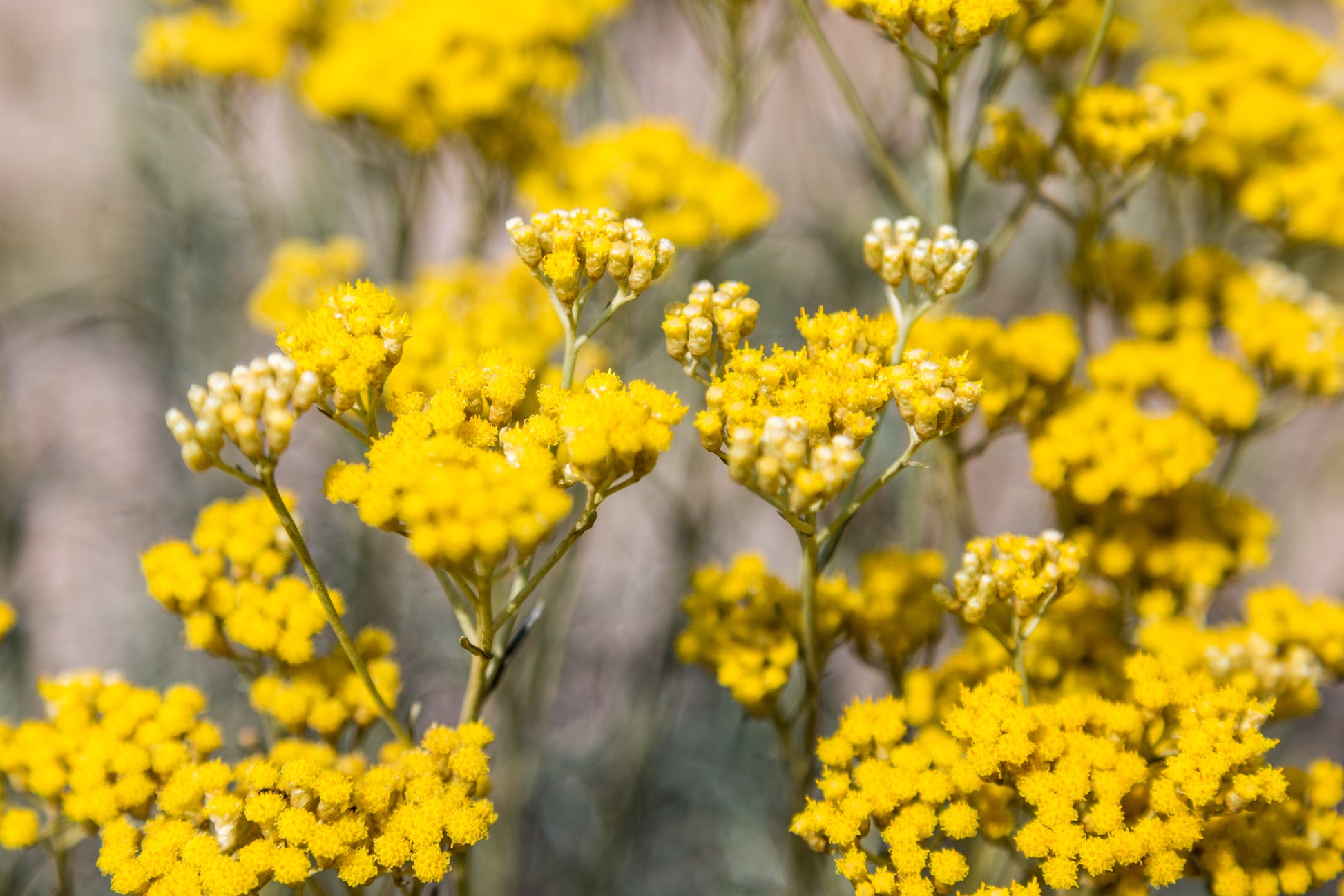 Rose and Immortelle Hydrating Mist image 3