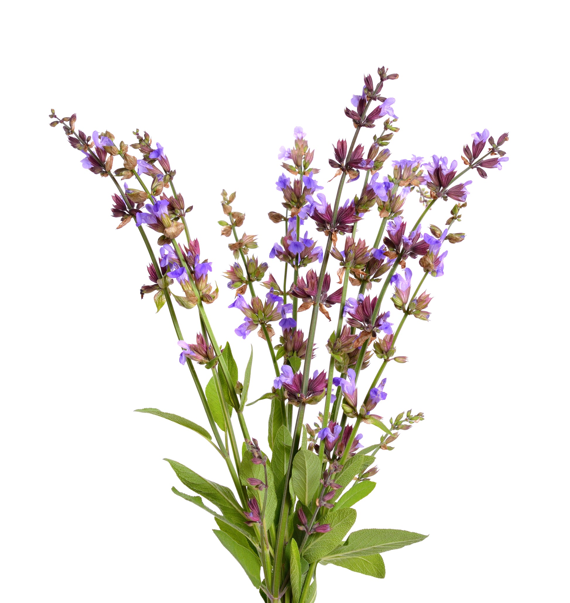Tenderhearted Perfume Oil image 2