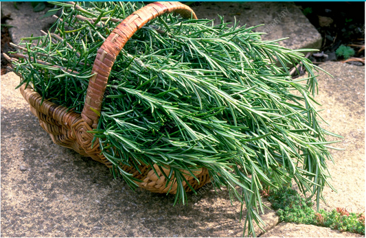 Rosemary Hydrosol